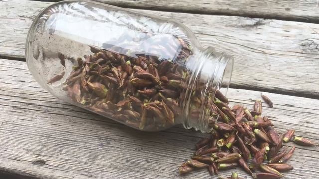 Берёзовые почки. смотреть онлайн