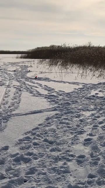 #зимойщука #жерлицы #плотва #окуньнамормышку #щука #оку смотреть онлайн