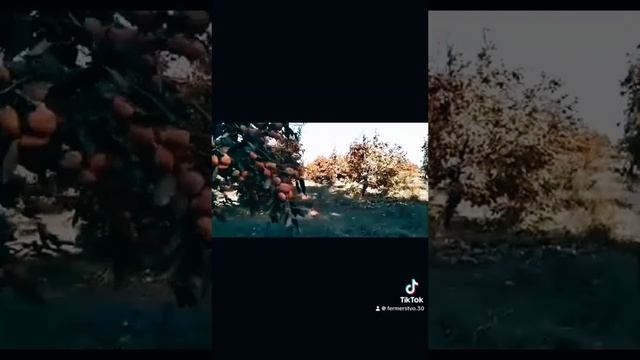 ИСПАНСКИЙ ШАРОН ИНСТИТУТ LA-DEGRO УБОРКА ОТГРУЗКА НА СУПЕ смотреть онлайн