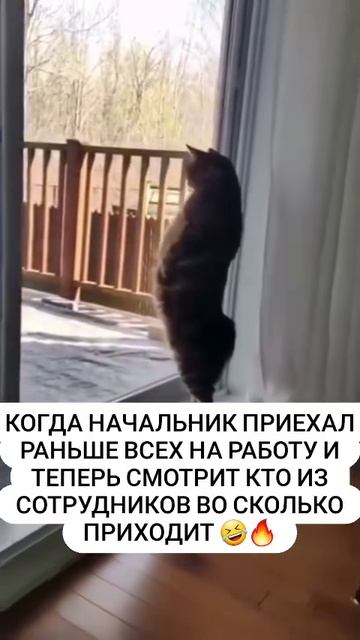 Когда начальник приехал раньше других смотреть онлайн
