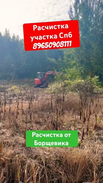 БОРЩЕВИК НА УЧАСТКЕ. РАСЧИСТКА УЧАСТКА ЭКСКАВАТОРОМ #? смотреть онлайн