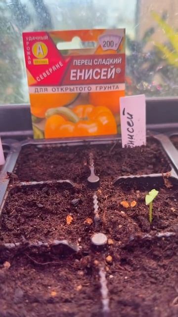 Тепличка. Первые результаты #огород #невсходятсемена смотреть онлайн