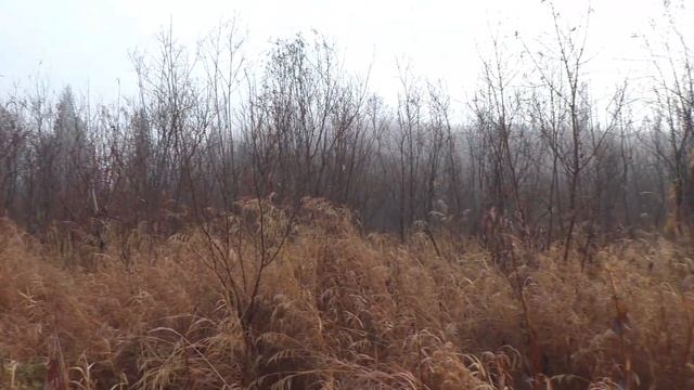 49 серия Ловля Рыбы Таймень на Спинниннг Блесна Рыбалк? смотреть онлайн