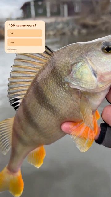 Отличный окунь на sexy impact. Весенняя рыбалка на микроджи смотреть онлайн