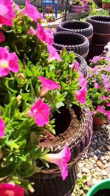 #мойсад #дача #петуния #сад #петунии #лето смотреть онлайн