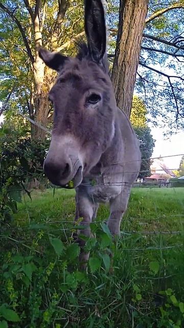 осёл ест траву смотреть онлайн