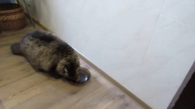 Коты решают, кто первый будет есть, находят уютные мес? смотреть онлайн