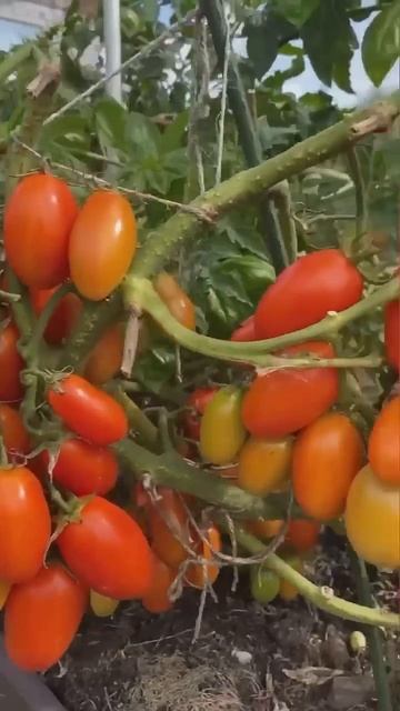 Сроки посадки овощей на рассаду!🍅 смотреть онлайн