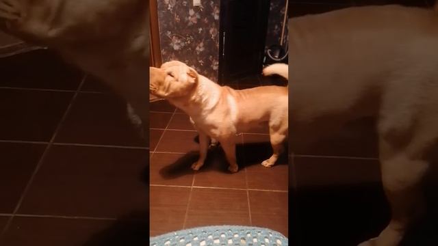 Тедди +Барбарис=🤍 смотреть онлайн