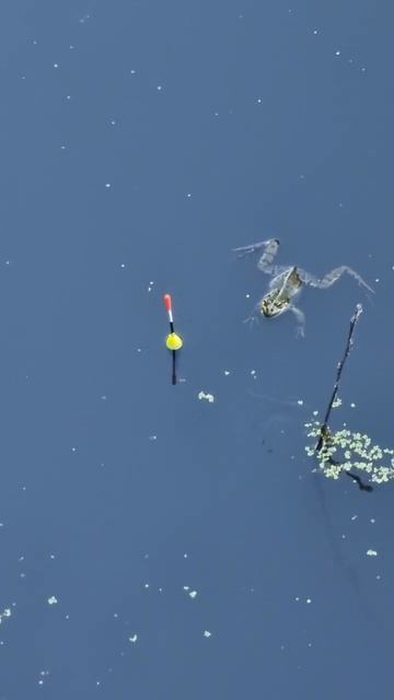 Релакс лягушачий... #рыбалка #отдых смотреть онлайн