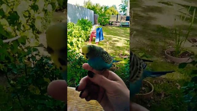 Гоша сам выходит на улицу... смотреть онлайн