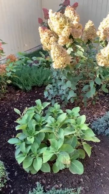 Гортензия и розы 🌹 ￼ смотреть онлайн