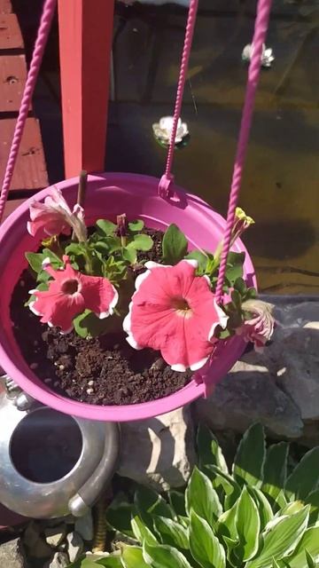 #птицы #nature #лесной #природа🎄❤️ смотреть онлайн