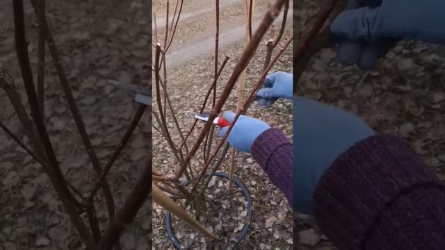 🇺🇦 Fraise Melba мультідеревце 7 років. Весряна обрізка 2025