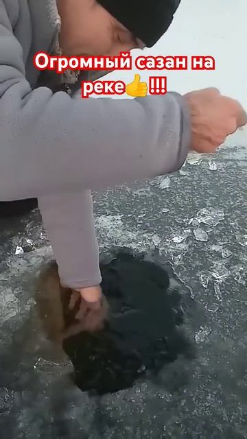 Клюнул огромный сазан на реке!!! Вот это удача!!! #клубры смотреть онлайн