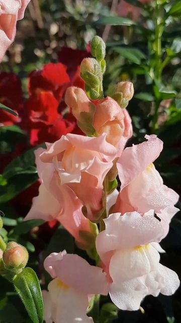 Немного нашей солнечной осени🍂🌝💐 #сад #flowers #садово? смотреть онлайн