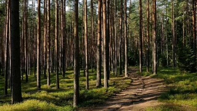 Пародия на песню Бобр (`¬`) смотреть онлайн