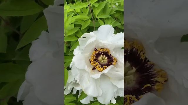 А ВЫ ,ЗНАКОМЫ С ТАНЦУЮЩИМИ ПИОНАМИ?🌸#shots #flowers #пионы #с? смотреть онлайн