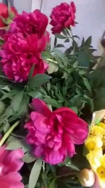 В продажу поступили пионы смотреть онлайн