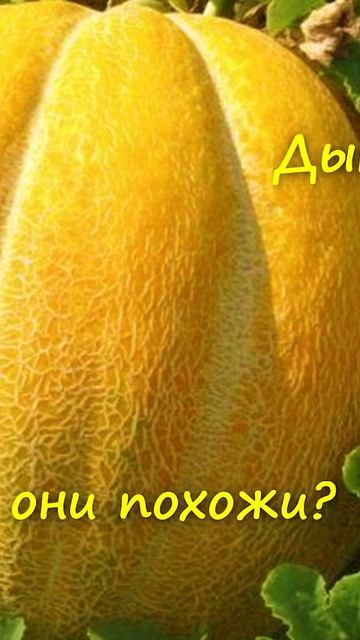 Это очень вкусные сорта ТЫКВЫ! смотреть онлайн
