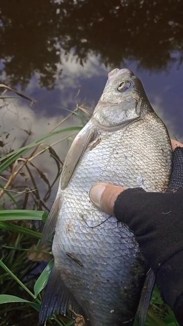 Рыбалка Ловля Леща Лесная речка Василий Добрый Котик # смотреть онлайн