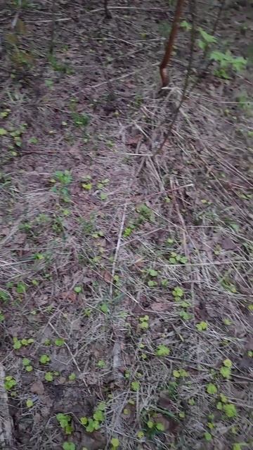 Результат обработки борщевика #гербициды #борщевик #а? смотреть онлайн