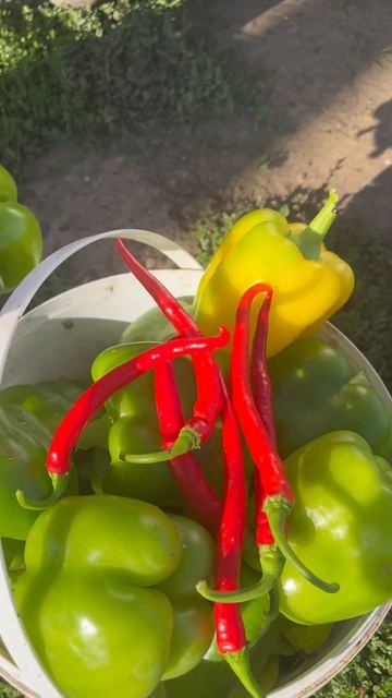 #урожай#огород#огородничество#сад#садоводство#садого? смотреть онлайн