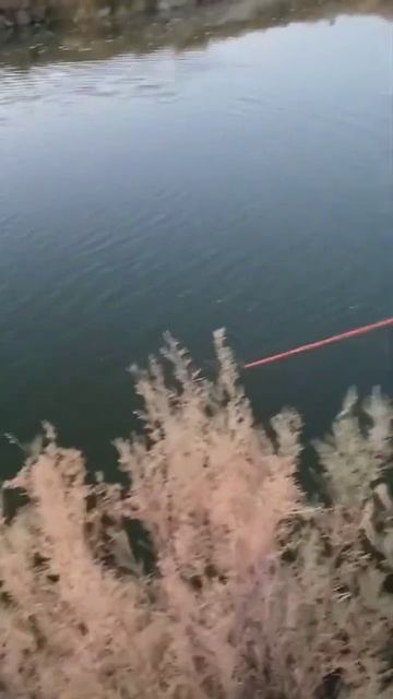 Подписываетесь! #2024 #fishing #сазаннакаждомзабросе #fish #carp