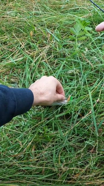 Ловля Форели на спиннинг летом! #ловляфорелилетом #фор