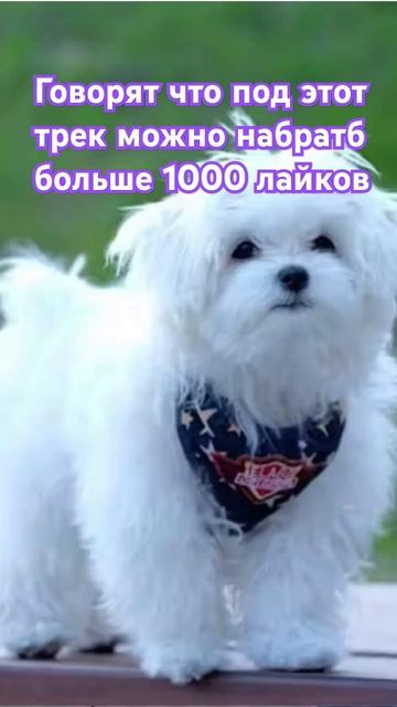 не верю #memes #рекомендации #залетипж #виденемое #люблюв? смотреть онлайн