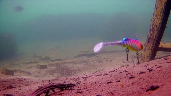 Виб ECOPRO «Мышь». Секрет успешной рыбалки: сила двух при?