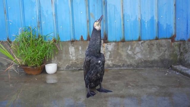 #баклан ест рыбу смотреть онлайн