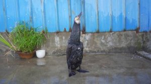 #баклан ест рыбу