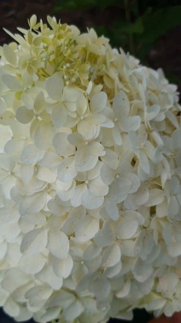 Гортензия метельчатая «Фантом»