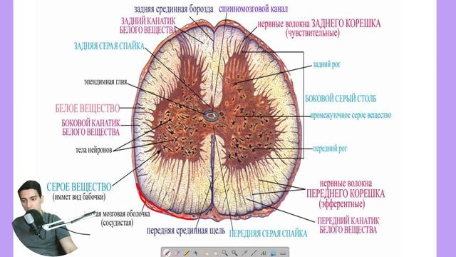 Спинной мозг | коротко и понятно смотреть онлайн