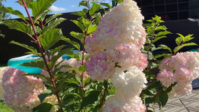 Гортензия Vanille Fraise (Ванилла Фрейз)