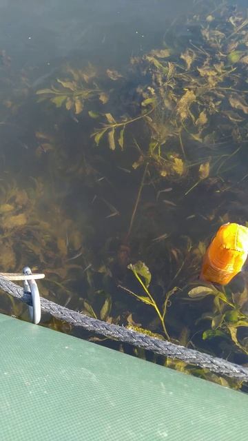 Рыбалка на ПОПЛАВОЧНУЮ удочку 🐟🎣🐟🎣🌊🐟🌅📽️ смотреть онлайн