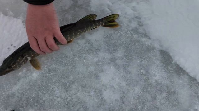 КАК Я ЛЮБЛЮ ЭТО ДЕЛО!!! РЫБАЛКА НА ЖЕРЛИЦЫ 2024!! смотреть онлайн