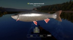 Русская рыбалка 4. рр4. Нижняя тунгуска. Голец. Интересн