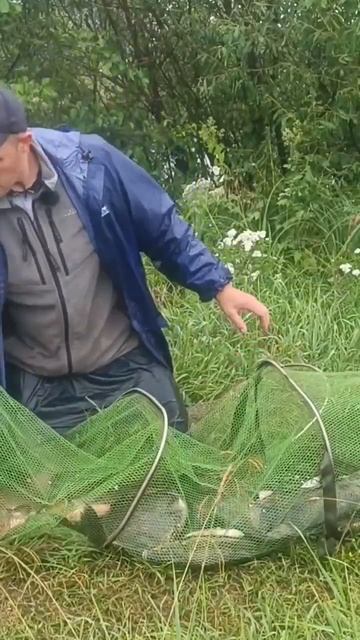 Фидерная рыбалка. Улов на реке Березина смотреть онлайн