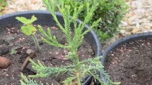 Гигантская секвойя (Секвойядедрон гигантский 🙌🏻🌲- выращенный из семян)