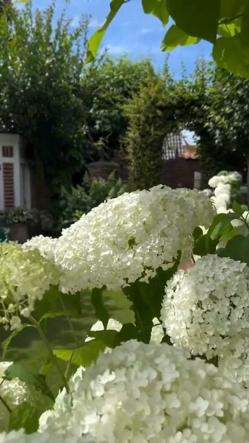 hydrangea#hortensia#гортензия#garden#гортензія#flowers#park#jardin#shorts#アジ? смотреть онлайн