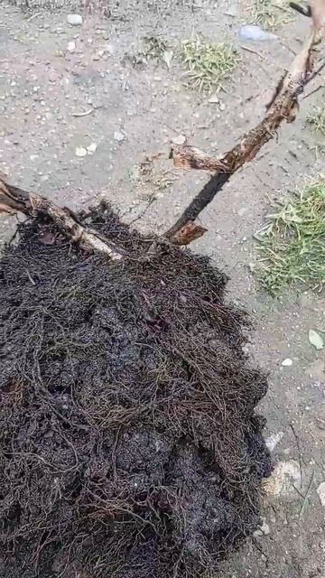 Черешковая гортензия Миранда смотреть онлайн