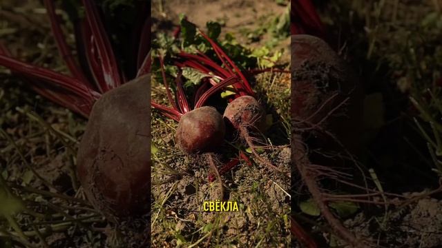 Успейте посеять эти овощи до 20 мая и будете с отличным урожаем! смотреть онлайн