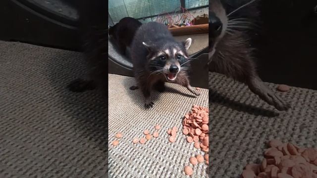 raccoon ямыилюша помощьбездомнымживотным анапа reels море енотики животные