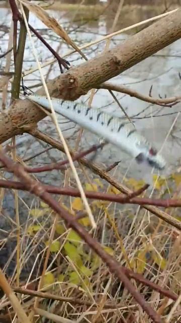 рыбалка на спиннинг воблер в кустах #рыбалка #рыбалка? смотреть онлайн