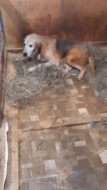 Инвалидик Малыш любит лежать на сене и кушать!, да, да, смотреть онлайн