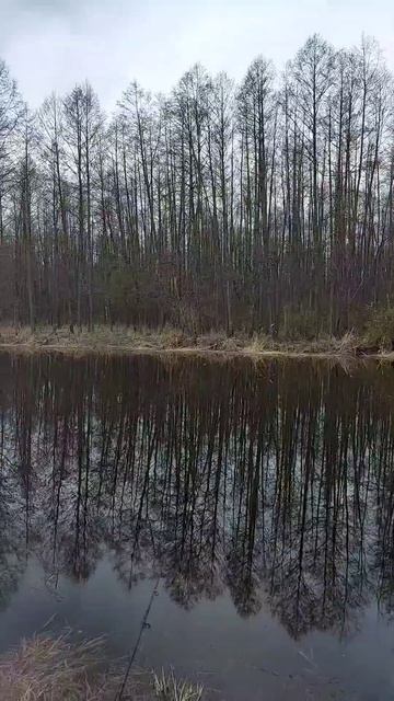 Как хорошо в деревне #nature #лесной#озеро #рыбалка #весен?
