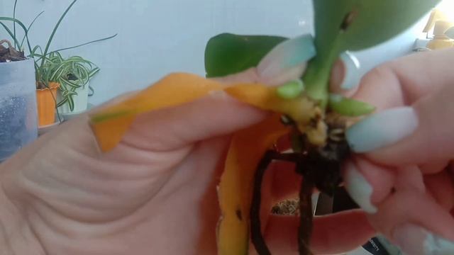 Phal. Table masterpiece результаты наращивания корней во мхе, по? смотреть онлайн