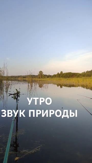 УТРО. ЗВУК ПРИРОДЫ. КАРАСЬ НЕ КЛЮЁТ #рыбалка #fishing #прир?